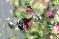 Francois-1-abeille-charpentiere_2