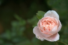 Francois-4-Rose