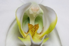 Luc_Orchidee
