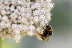 RWOZ_Fleur-de-poireau-visitee-WOZ_3870-en-30-par-20-300-dpi