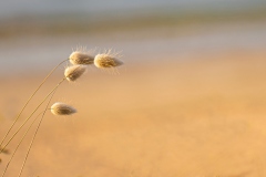 RWOZ_Lagure-queue-de-lievre-dans-le-vent-de-RE_WOZ_4024_en-30-par-20-300-dpi