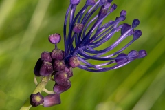 RWOZ_Muscari-a-toupet-_WOZ_3373-en-20-par-20-300-dpi