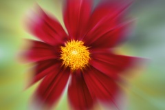 Regis_fleur-20x20