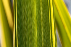 bruno_DSC04128-Dx