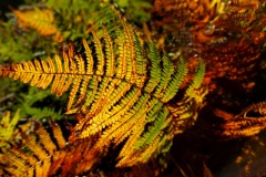 05-UFA_rando_St-Ours_fougeres_couleur-automne_S115034_2024-10-20