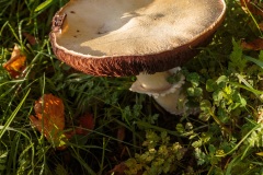 01-Rochefort-Montagne_champignon_rose-pres_6D2623_2024-11-07