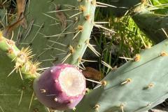 IMG-20241128-WA0015