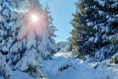 Pessade_sapins_neige_soleil_S142333_2024-12-12