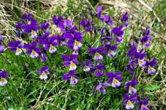 IMG-20250509-WA0014