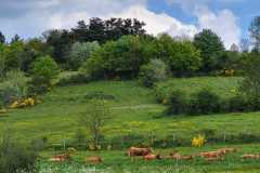 IMG-20250515-WA0001