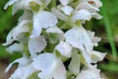 IMG-20250516-WA0026