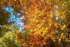 96AIMG-20251012-WA0005