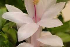IMG-20251123-WA0011