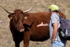170-BQT09672-018_vache_aime_v1-n