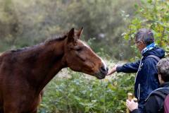 BQT00087-018_cheval_aime_v1-n