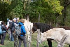 BQT00112-021_chevaux_v1-n