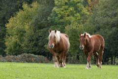BQT00134-023_chevaux_v1
