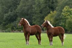 BQT00138-025_chevaux_v1