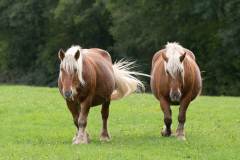 BQT00140-026_chevaux_v1