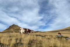 IMG-20260920-WA0010