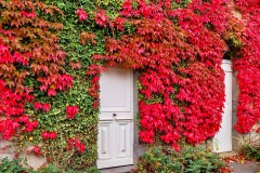 08-3-Clochers_Prompsat_vigne-vierge_couleur_rouge_S144322_2023-11-12