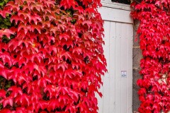 09-3-Clochers_Prompsat_vigne-vierge_couleur_rouge_S144335_2023-11-12