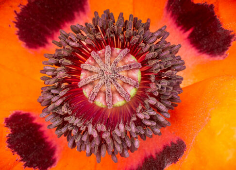 Dix ans de passion photographique