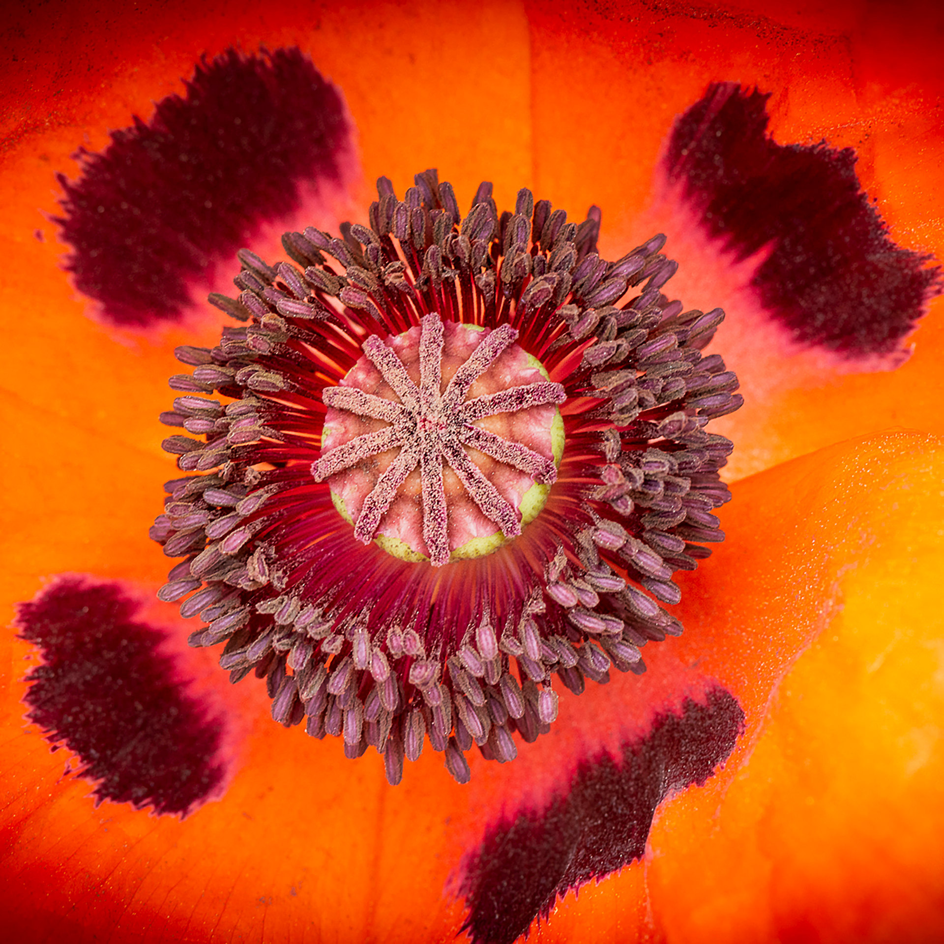 Dix ans de passion photographique