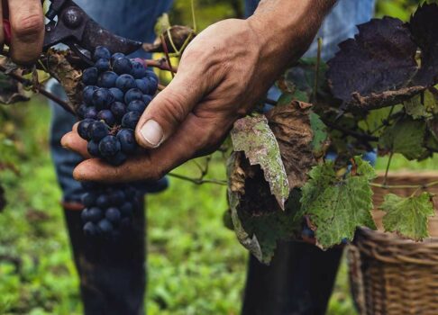 Arômes & Saveurs Automnales