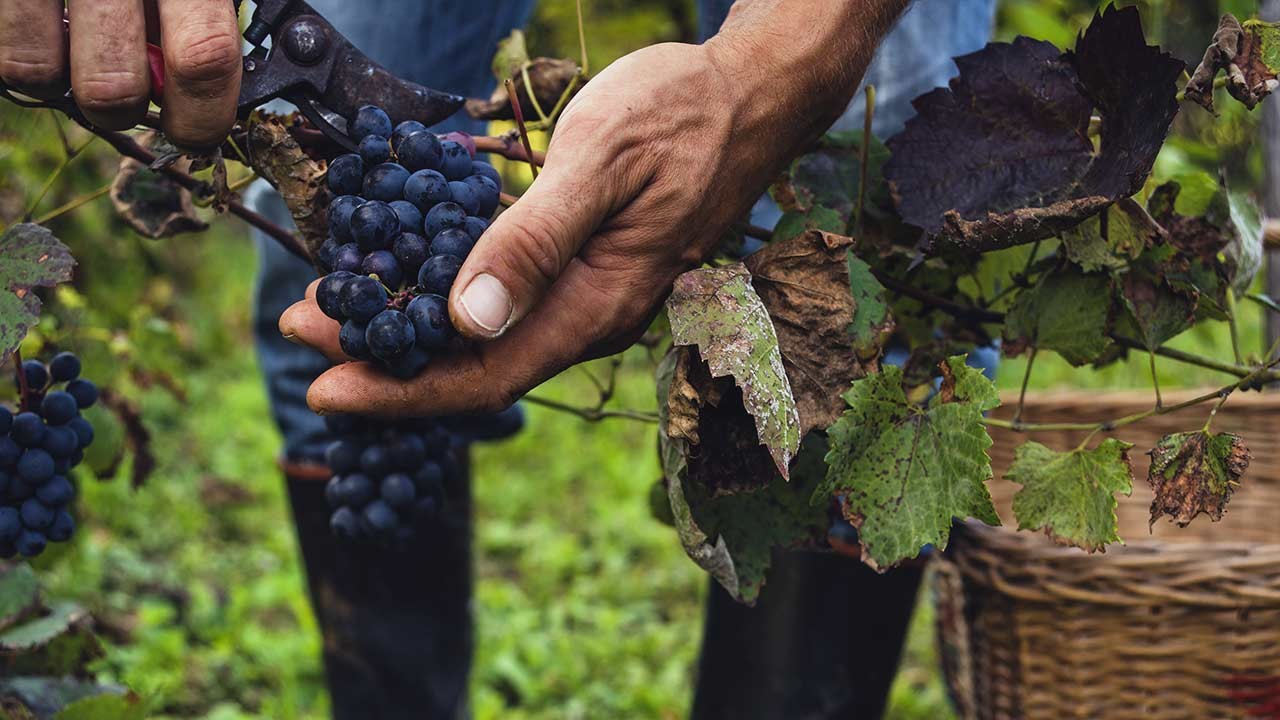 Arômes & Saveurs Automnales