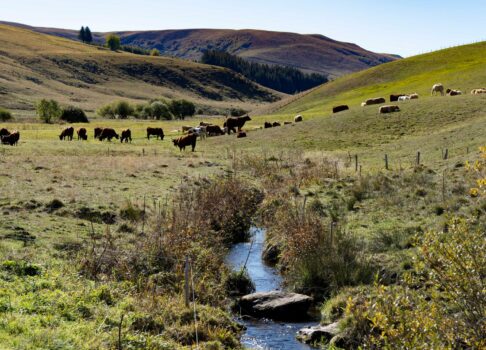 De Brion aux lacs de la Godivelle : une randonnée entre deux espèces locales